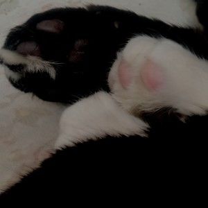 Meet your Posher, Pxechy